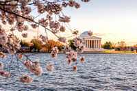 DC Blossoms 102