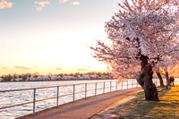DC Blossoms 103