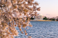 DC Blossoms 115