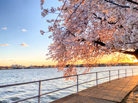 DC Blossoms 118