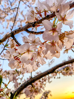 DC Blossoms 119